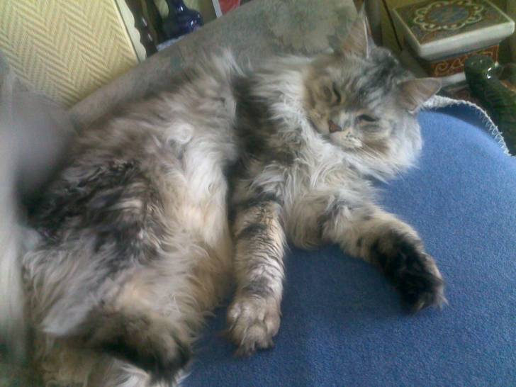 Chouchou - Mâle (5 ans)
