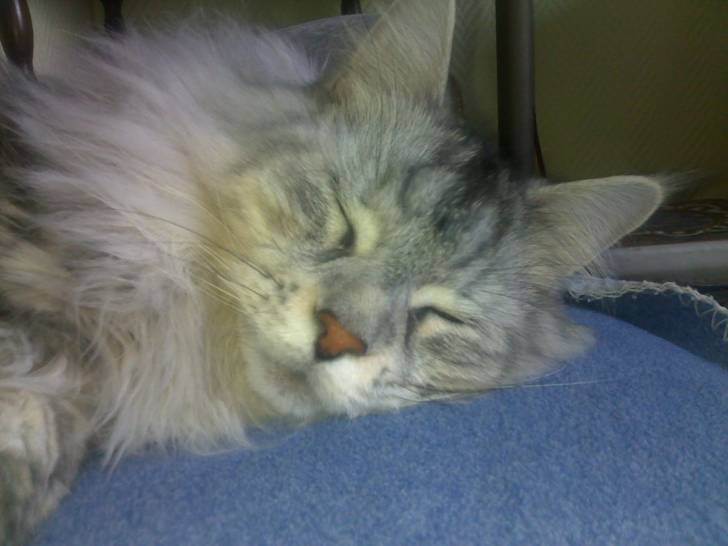 Chouchou - Mâle (5 ans)