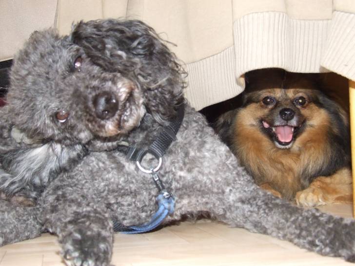 roxy et sissi -