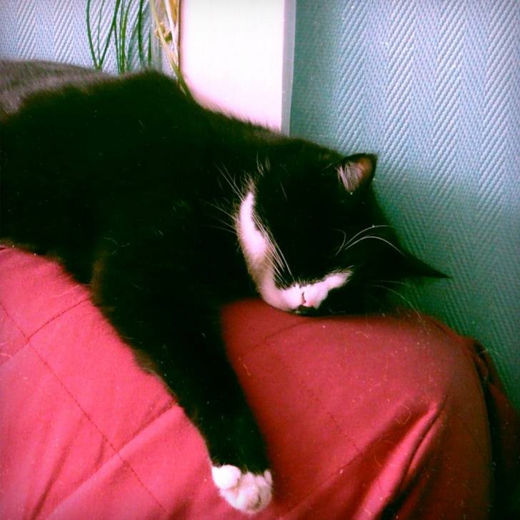 Obi - (13 ans)
