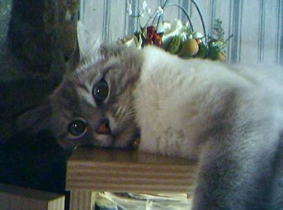 Poupousse - (5 ans)