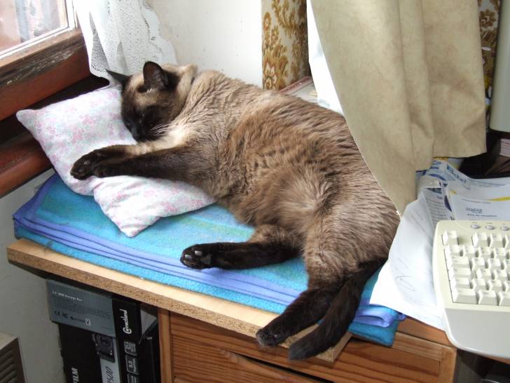 Pirate - Mâle (13 ans)