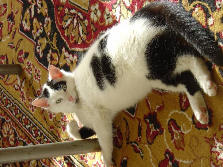 Gratouille - Mâle (8 ans)