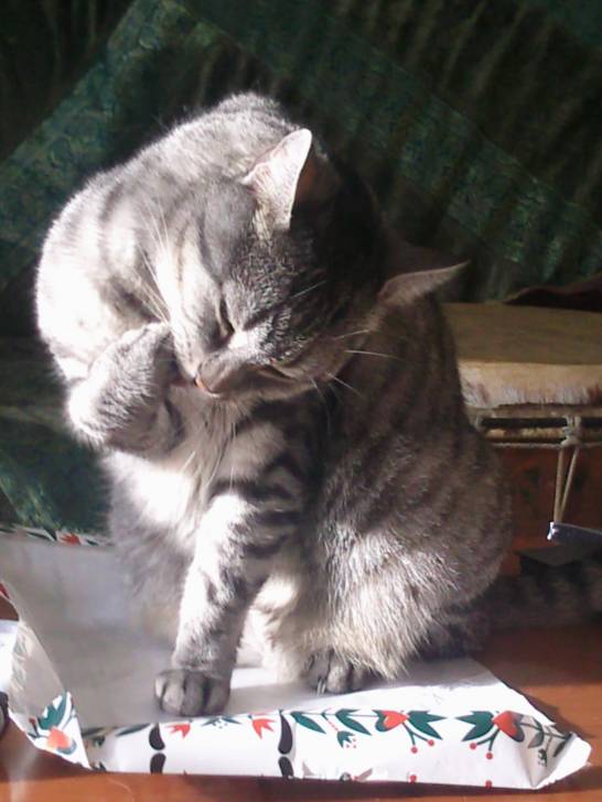 Salem - Mâle (7 ans)