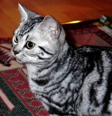 Cahuette - (14 ans)