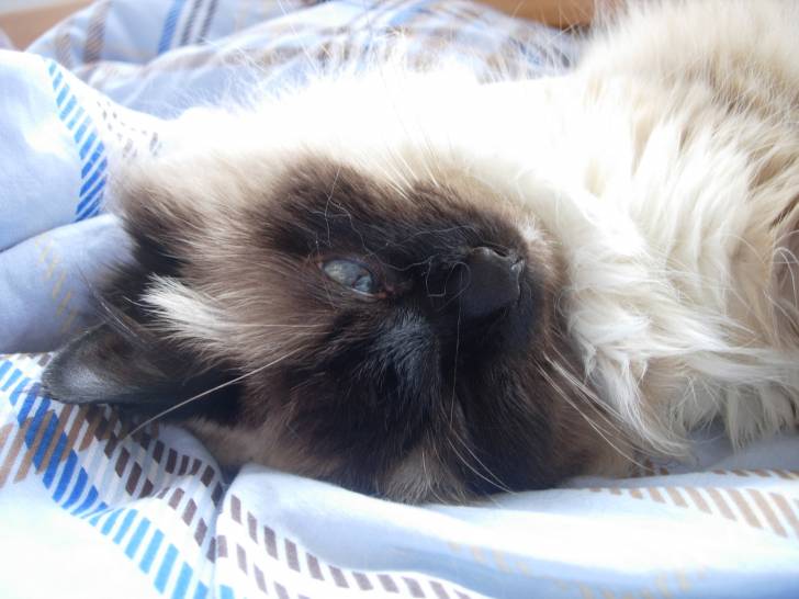 Gribouille (Décédée) - (16 ans)