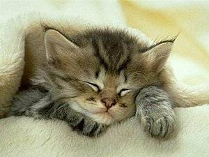 chat - (6 mois)