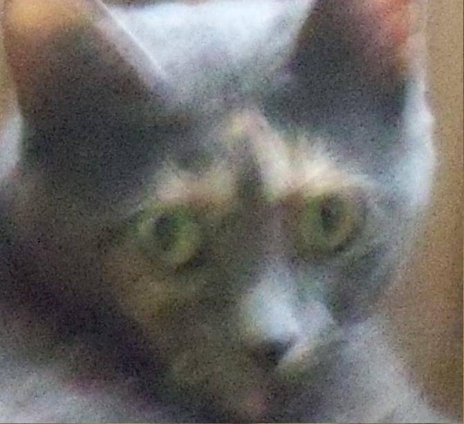 Ambre actuellement - (6 ans)