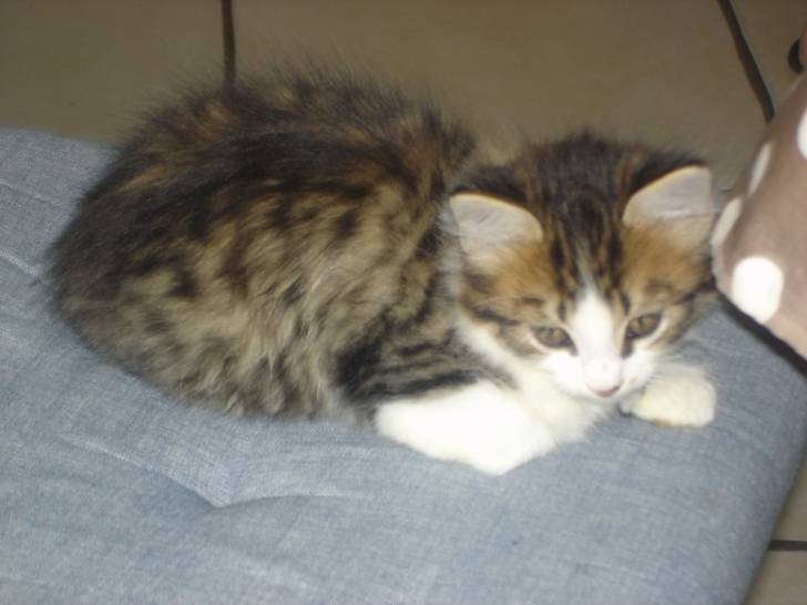 cookie - Mâle (5 mois)