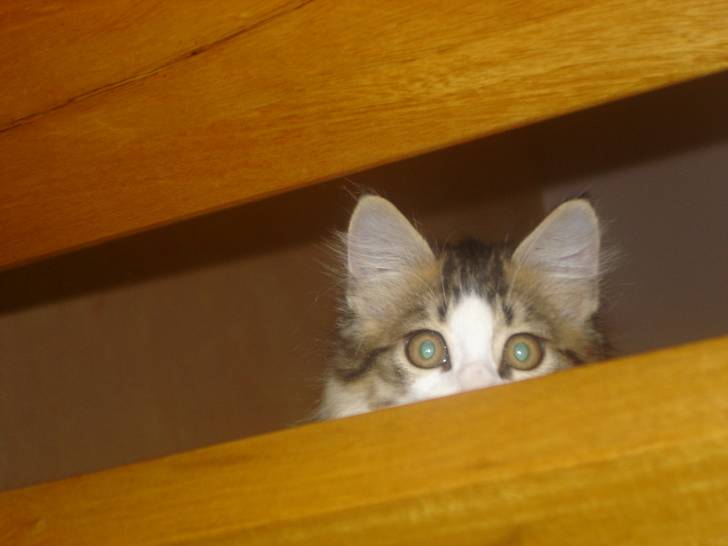 cookie - Mâle (5 mois)