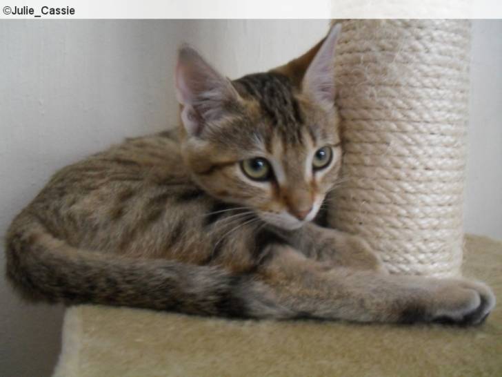 Ambre - (3 mois)