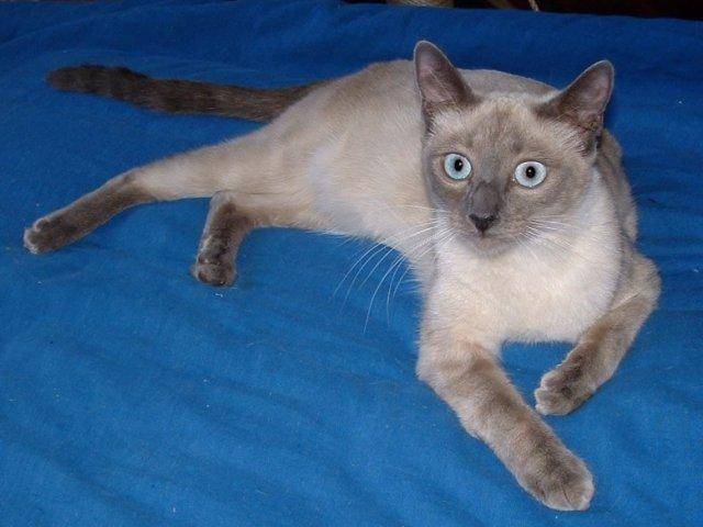 Malisha (dite mali) - (3 ans)