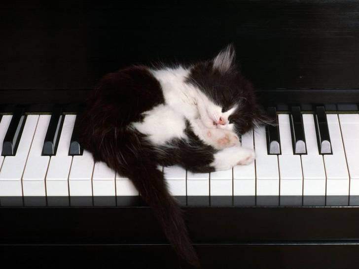 une image de minou -