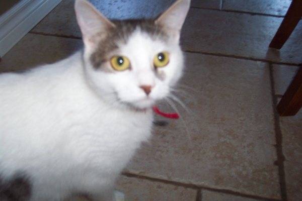 Tabie - (4 ans)