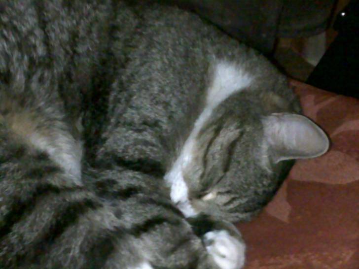 Tigrou - Mâle (4 ans)