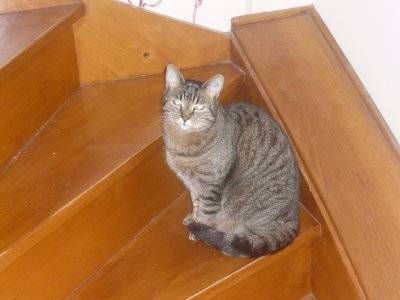 Grisette... - (8 ans)