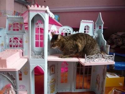 Grisette dans son chateau - (8 ans)