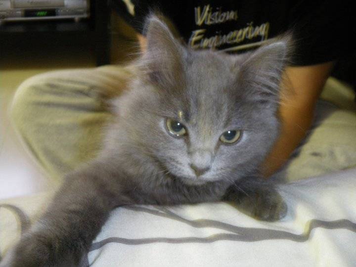 karamazov - Mâle (2 ans)
