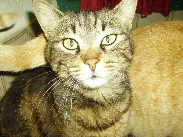 Frimousse - (6 ans)