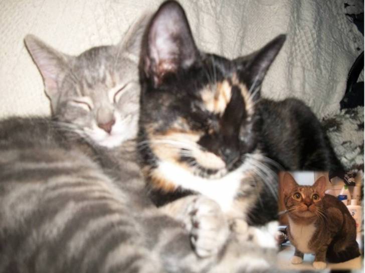 Mes Chattes! - (1 an)