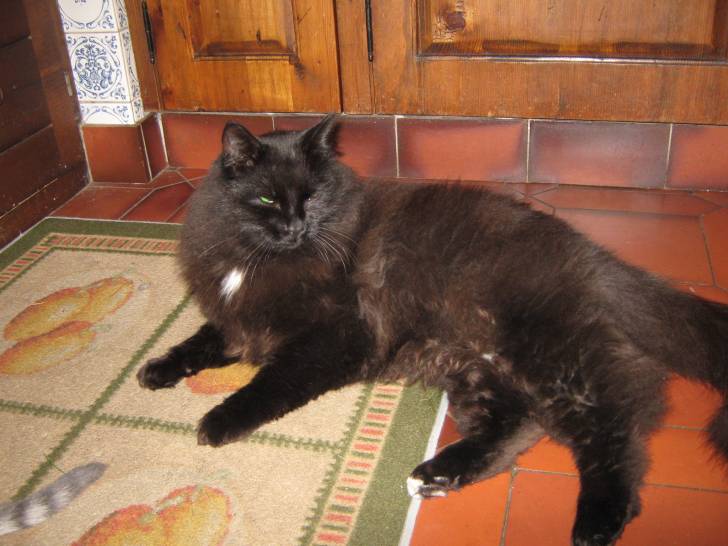 Frimousse - Mâle (3 ans)