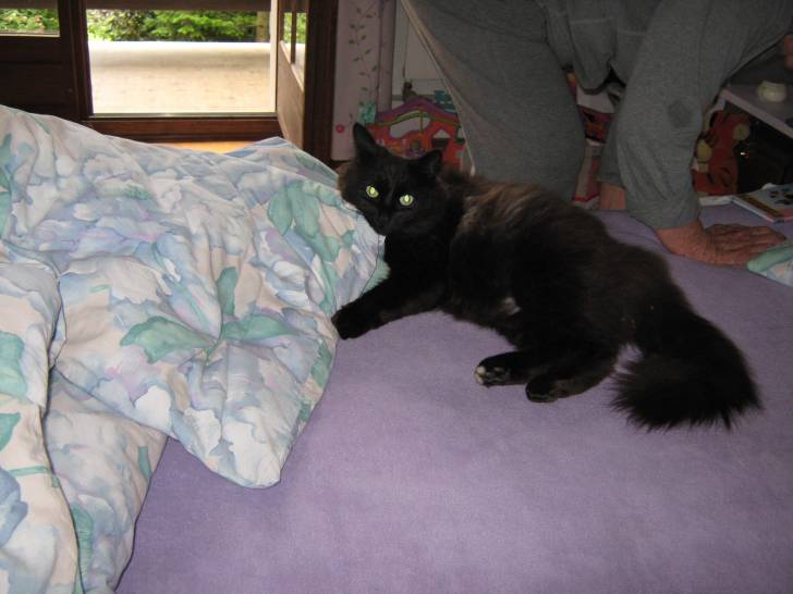 Frimousse - Mâle (3 ans)