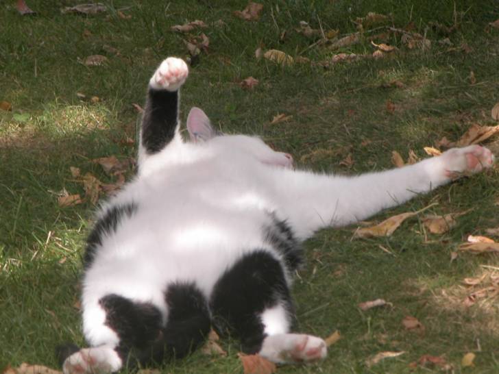 Gratouille - Mâle (8 ans)