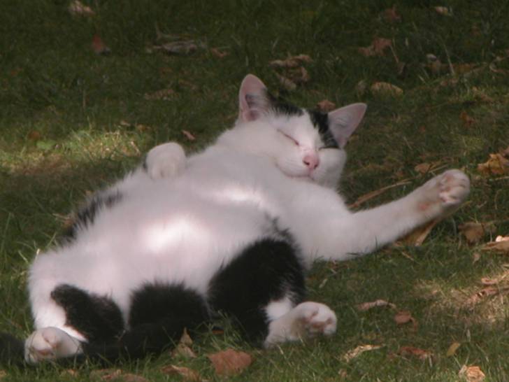 Gratouille - Mâle (8 ans)