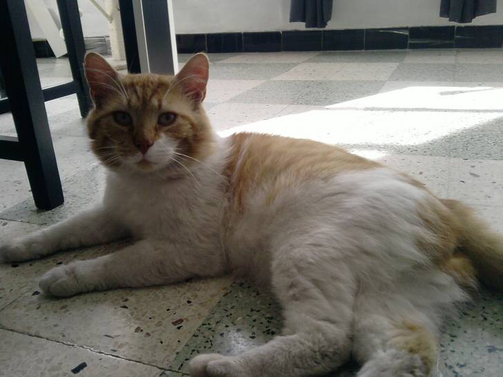 Yoda - Mâle (5 ans)