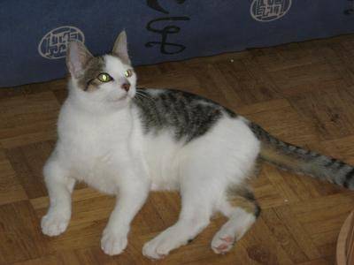 chaton - Mâle (4 mois)