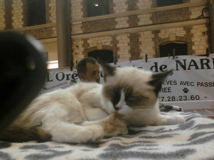 caramel - (9 mois)