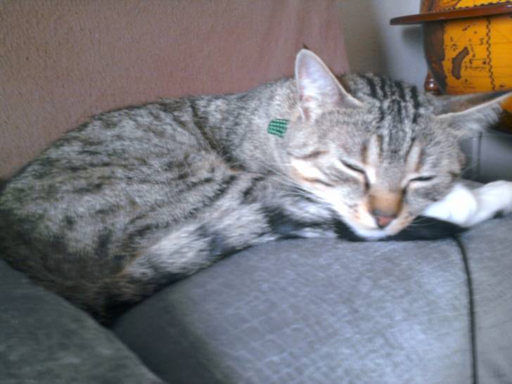 emeraude - (2 ans)