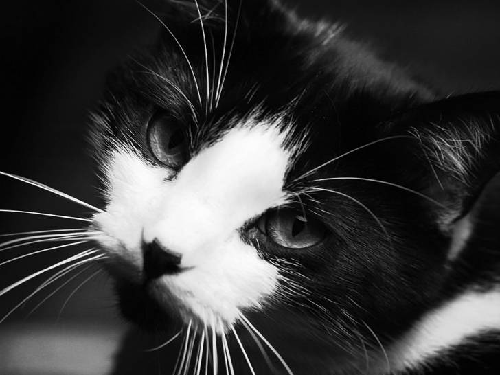 chouchou - (2 ans)