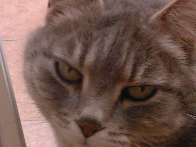Nala - (13 ans)
