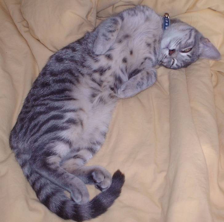LoonaBlue - (4 ans)
