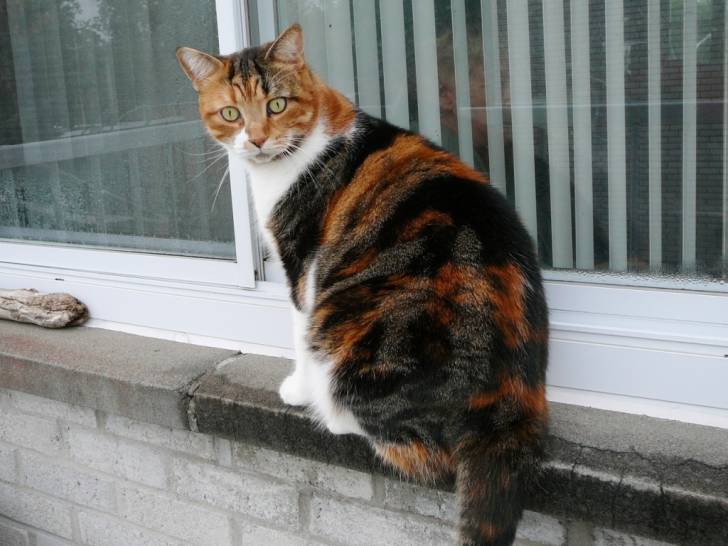 Cocotte - (5 ans)