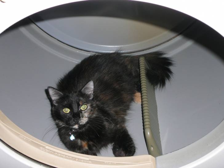 Pixie - (2 ans)