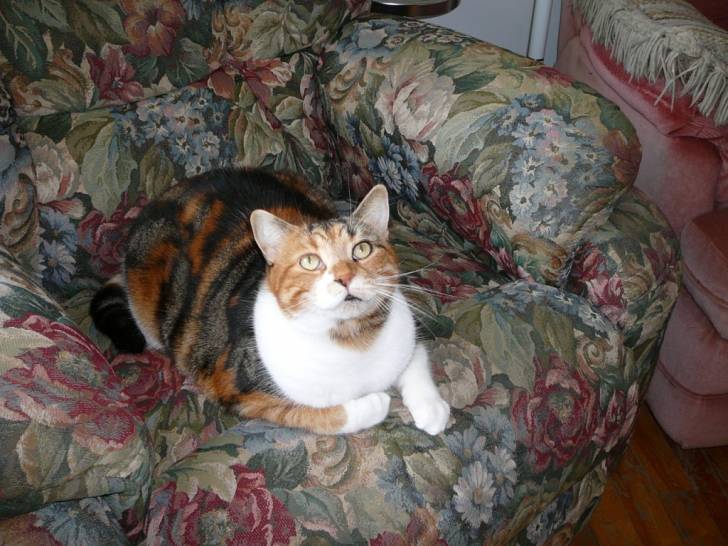 Cocotte - (5 ans)