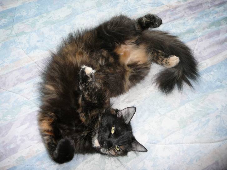 Pixie - (2 ans)