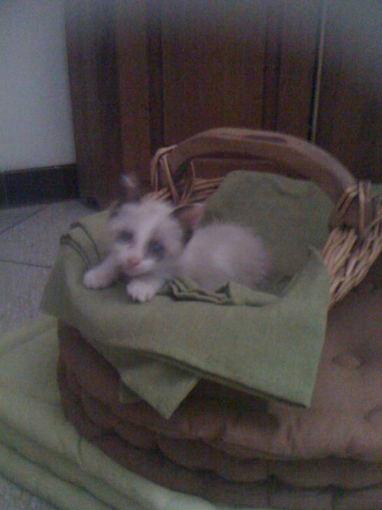 chaton - (1 an)
