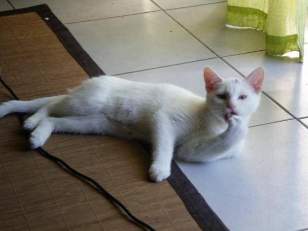 folcon - Mâle (2 ans)
