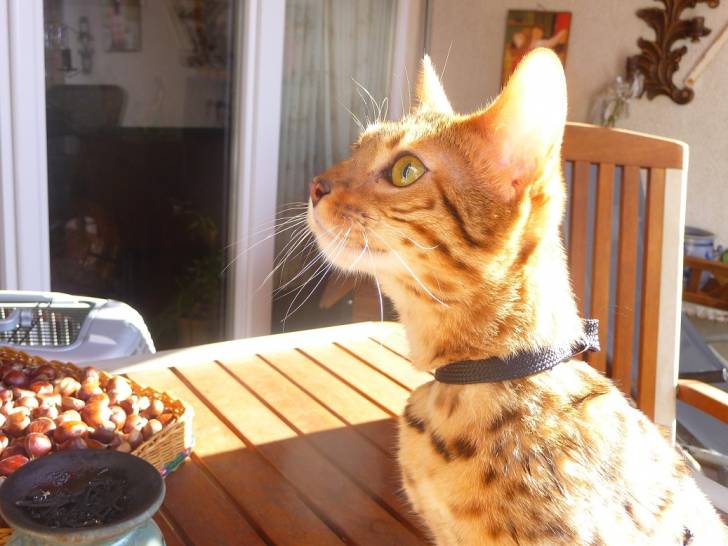 Galaxie - (7 mois)