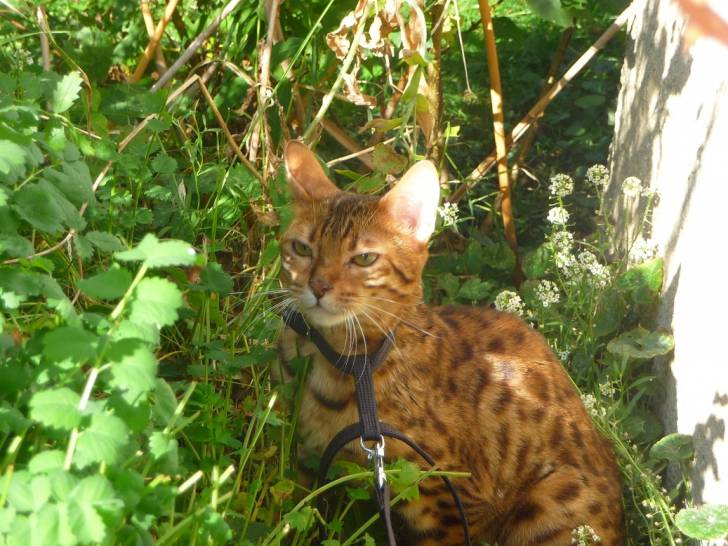 Galaxie - (7 mois)