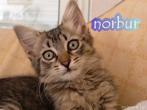 Gipsy - (5 mois)