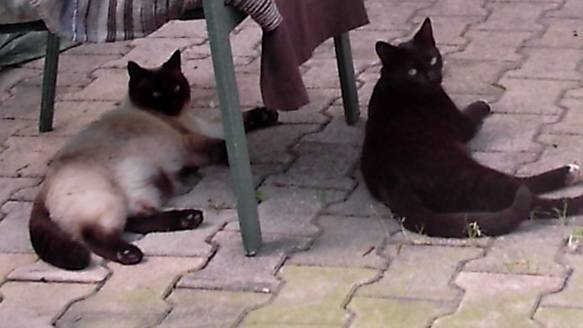 duo matinal - (2 ans)
