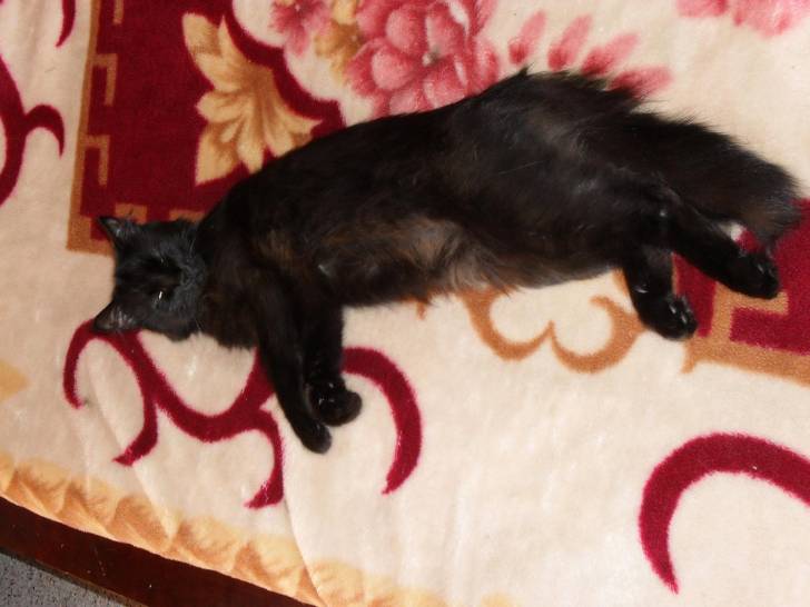 Choupi - (5 ans)