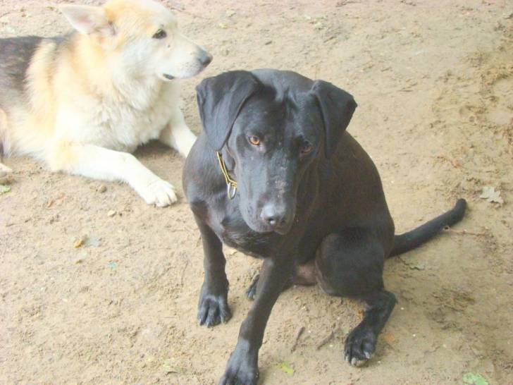Odin - Mâle (2 ans)