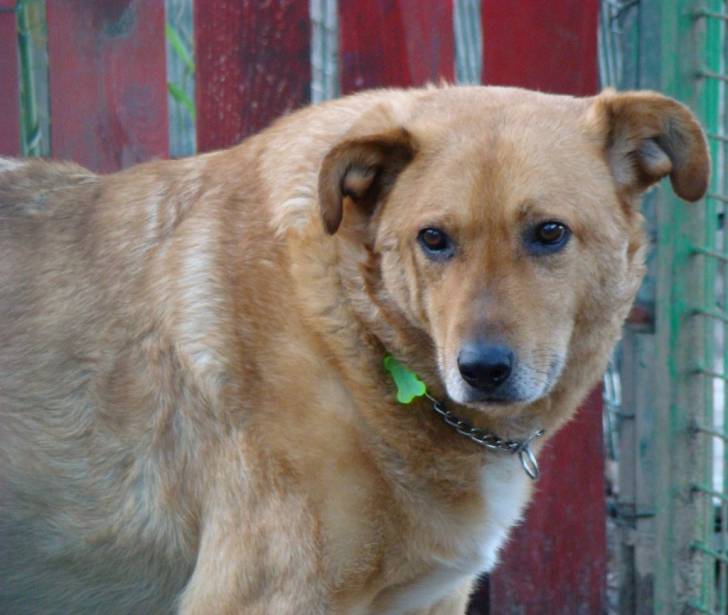 Safir - Mâle (11 ans)
