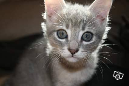 Dixie - Mâle (2 mois)
