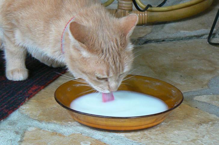 Minette - (2 ans)
